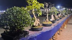 800 Tanaman Bonsai Ikut Pameran Bonsai di Kabupaten TTS