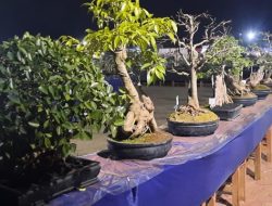 800 Tanaman Bonsai Ikut Pameran Bonsai di Kabupaten TTS